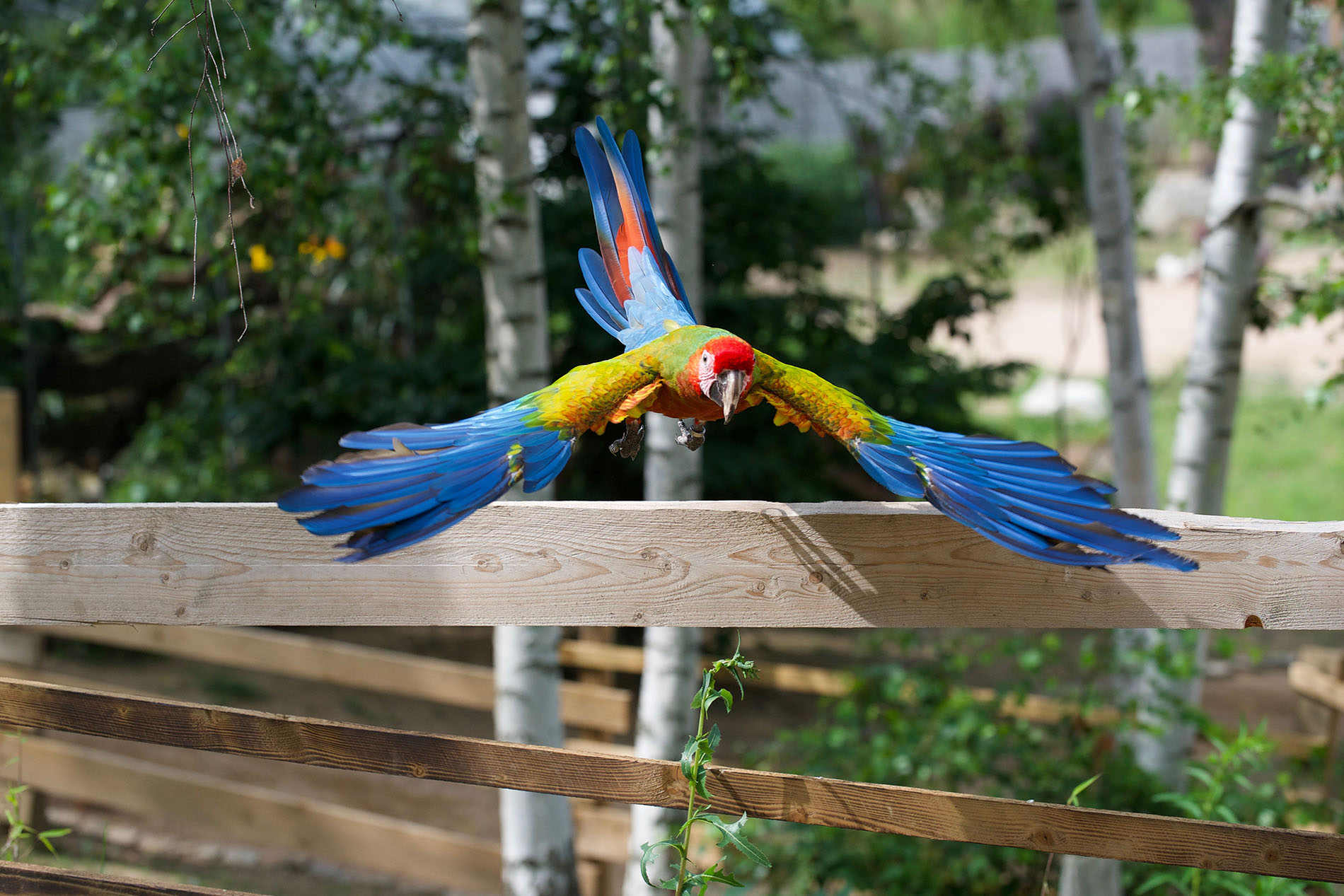 Ptasi Park ZOObaczysko – Sosnówka